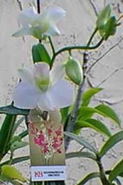 orchid